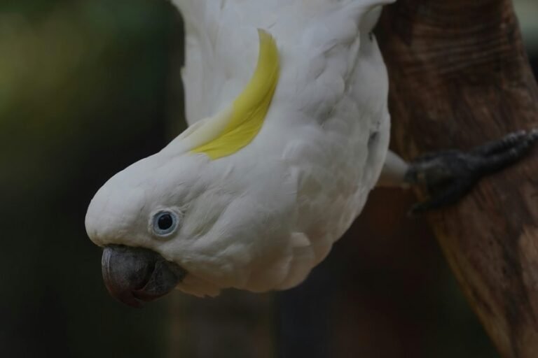 commercial intelligence report summary